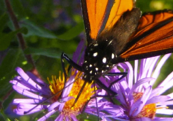 monarch butterfly detail