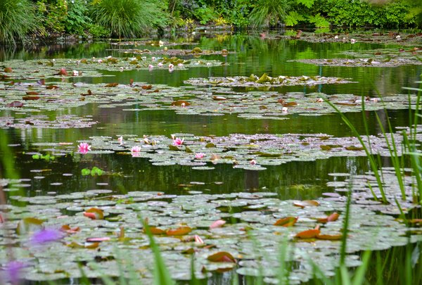 monets water lily garden 