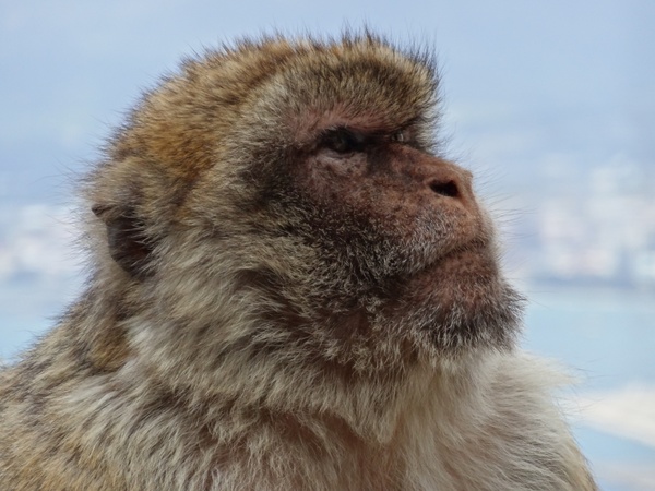 monkey barbary ape gibraltar