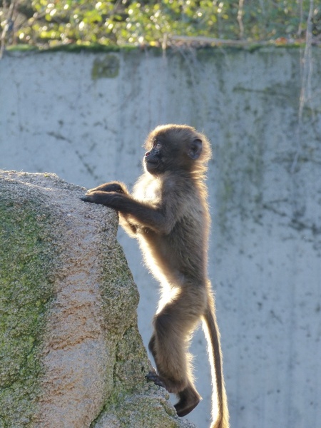 monkey dschelada ape baby