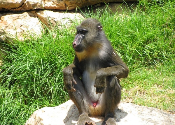 monkey sitting animal