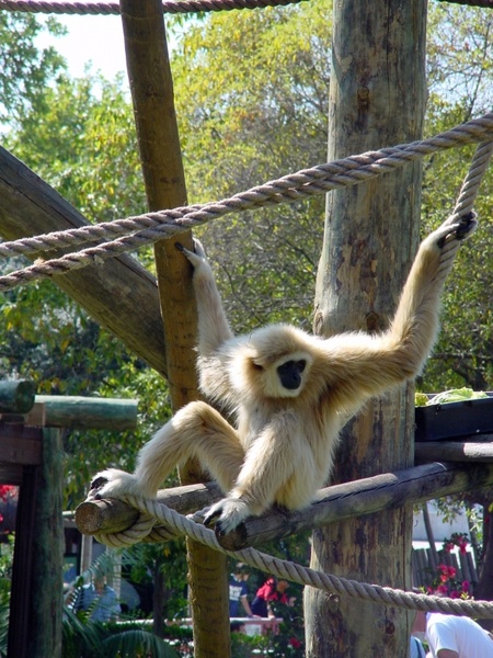 monkeys animal zoo