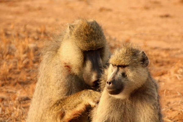 monkeys couple animal