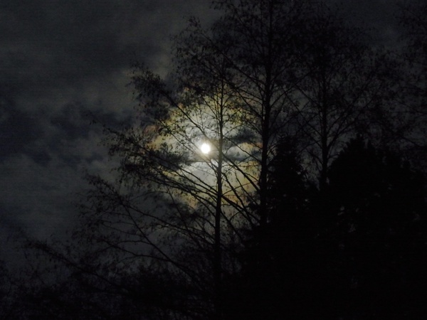 moon at night moonlight