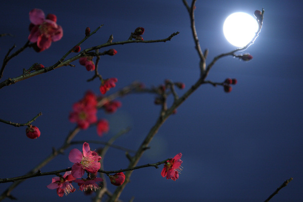 moonlight plum blossom