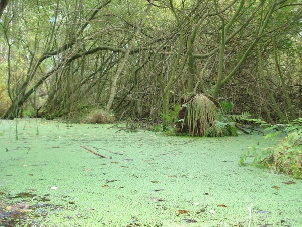 moor swamp forest