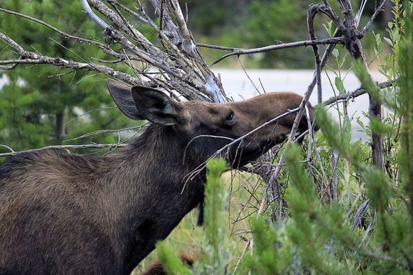 moose eating leaves at rocky mountains national park colorado 