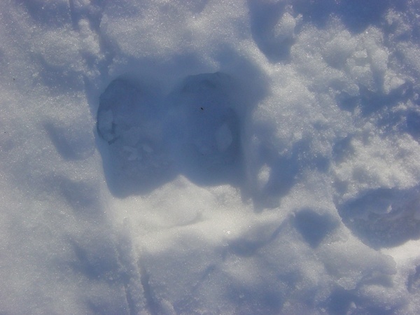 moose footprint