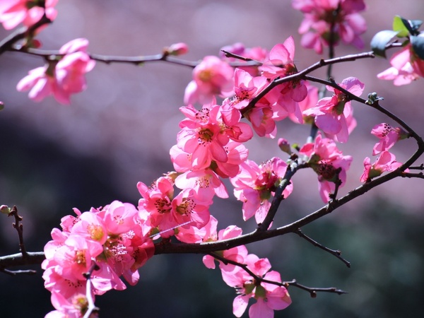 more pinks flowers 