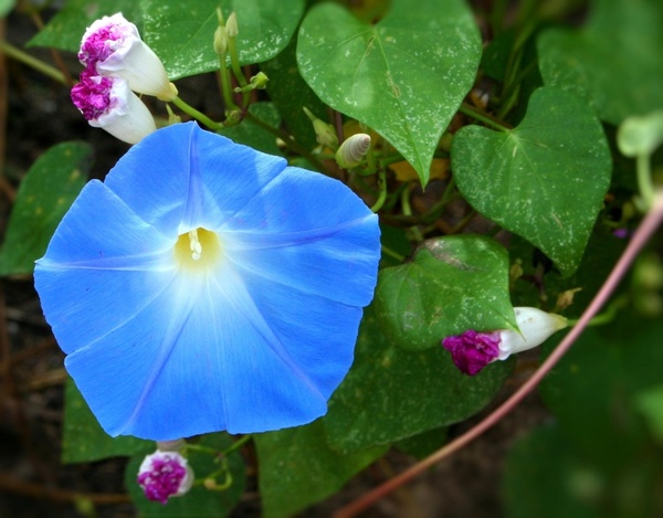 morning glory blue flower vine
