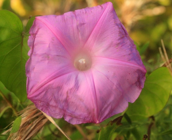 morning glory flower