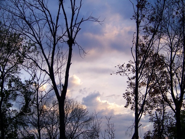 morning sky with trees 2