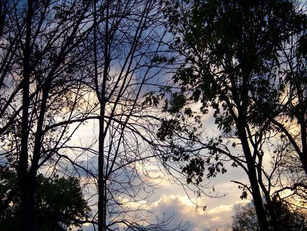 morning sky with trees 3