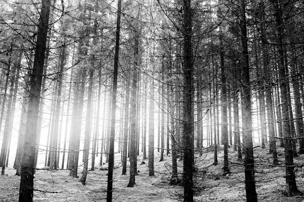 morninglightwoods 