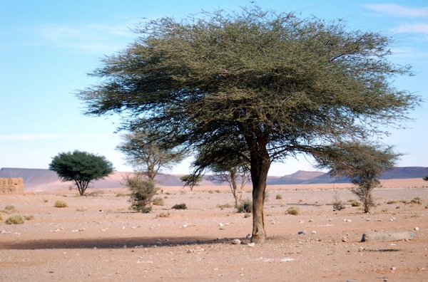 morocco africa desert 