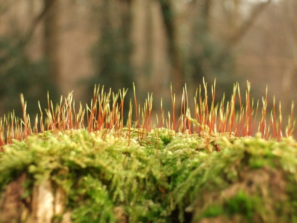 moss forest spring