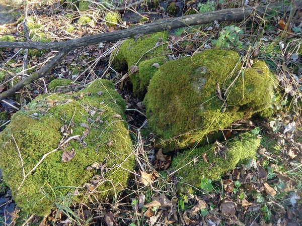 moss on rock at beaver creek valley state park minnesota 