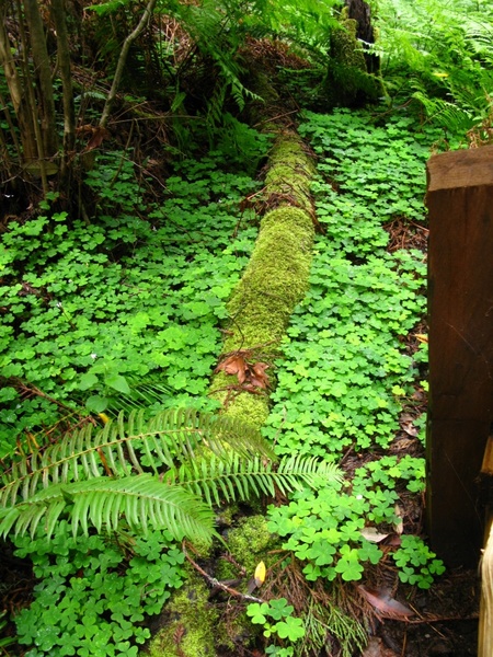 mossy log with clover