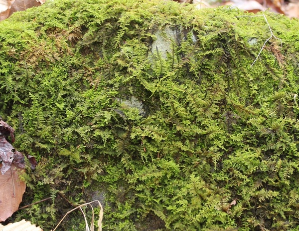 mossy rock 