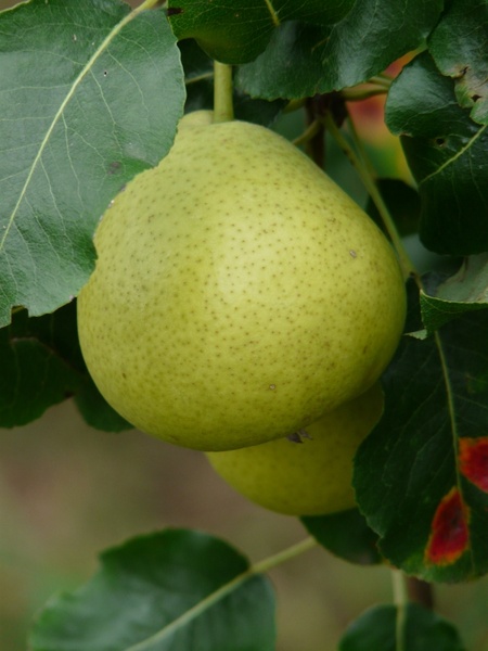 most pear swiss wasserbirne pear