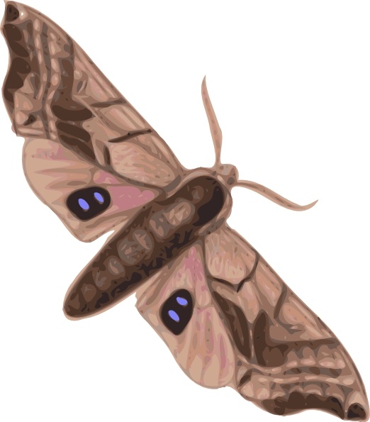 Moth clip art