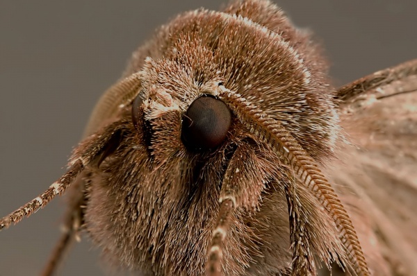 moth face