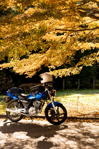 motorcycle in the autumn leaves