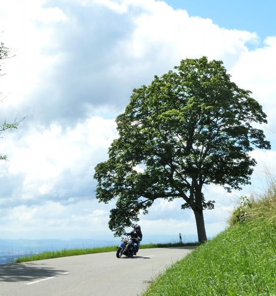 motorcycle summer tree