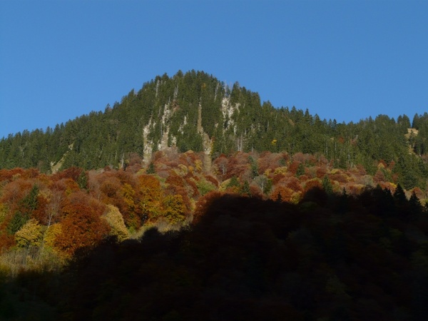 mountain autumn forest