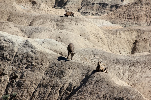 mountain goat on mountains at badlands national park south dakota