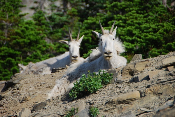 mountain goats montana glacier national park
