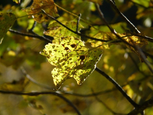 mountain maple autumn acer pseudoplatanus