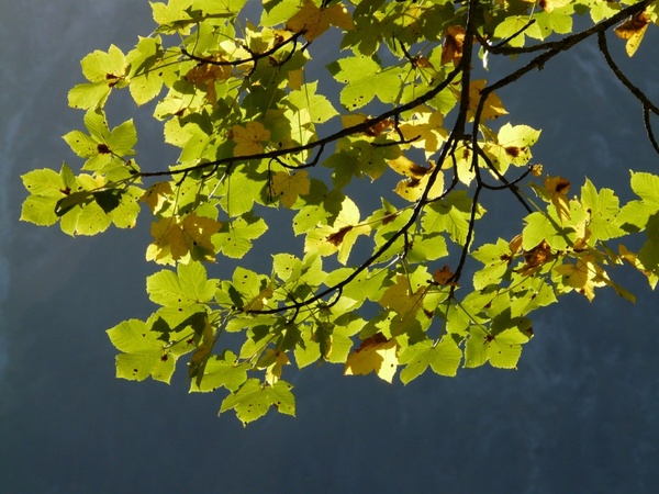 mountain maple leaves green