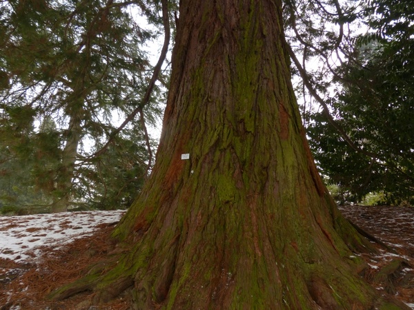 mountain redwood giant redwood sequoiadendron giganteum