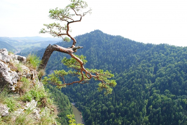 mountain top tree