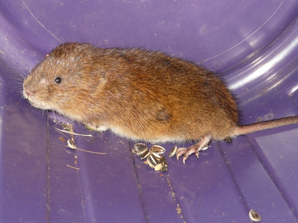 mouse east water vole water vole