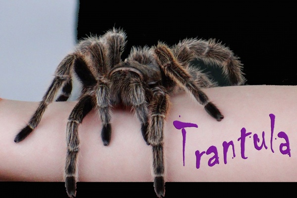 mr tarantula