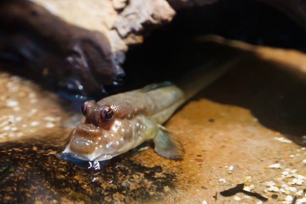 mudskipper 