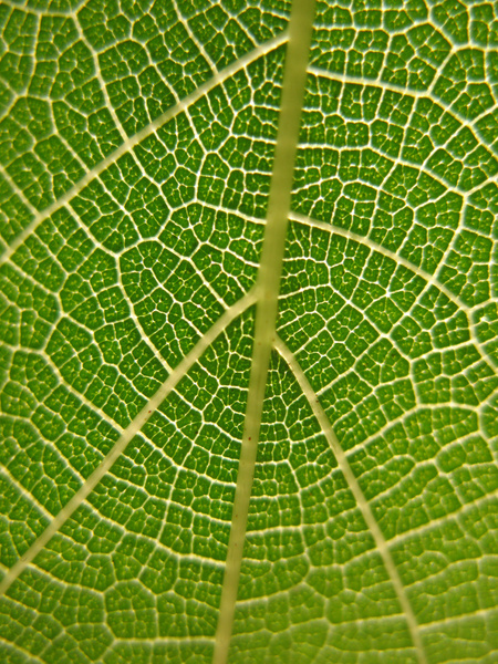 mulberry leaf 4 