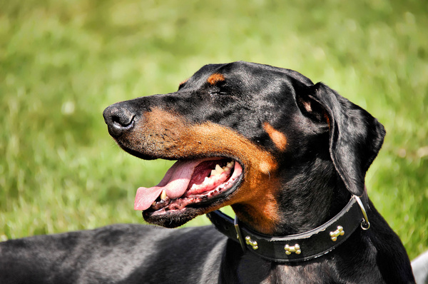 Doberman puppy free stock photos download (217 Free stock photos) for commercial use. format: HD