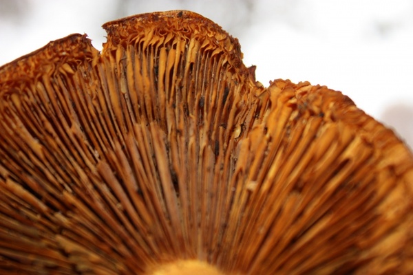 mushroom arc
