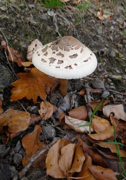 mushroom autumn forest