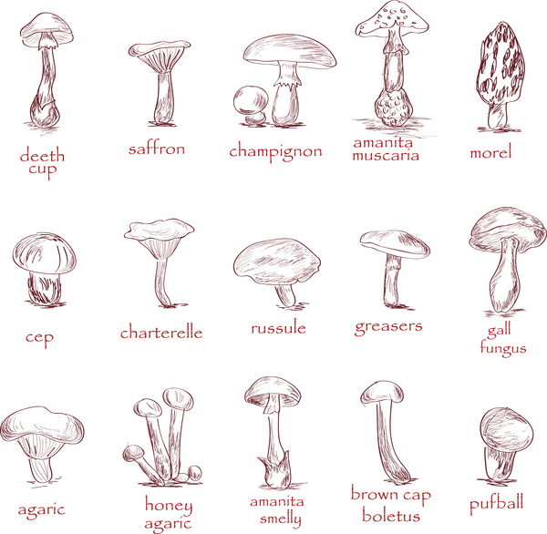 mushroom collection set