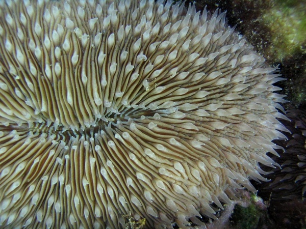 mushroom coral sea-life sea