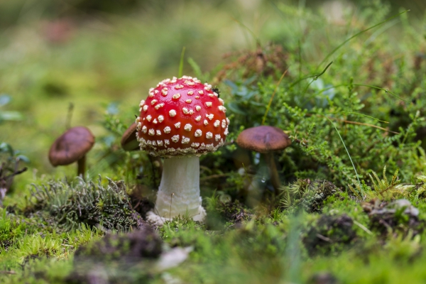 poisonous mushroom on grassland