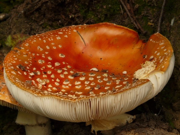mushroom fly agaric red