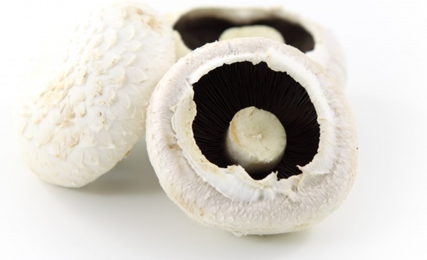 mushroom food white