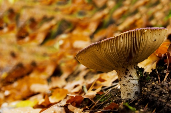 mushroom forest leaf