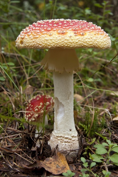 mushroom fungus plant