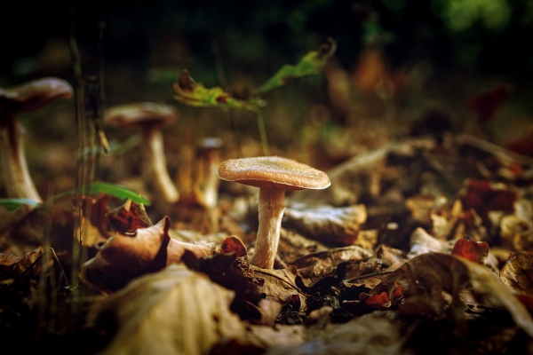 closeup of wild mushroom on ground 